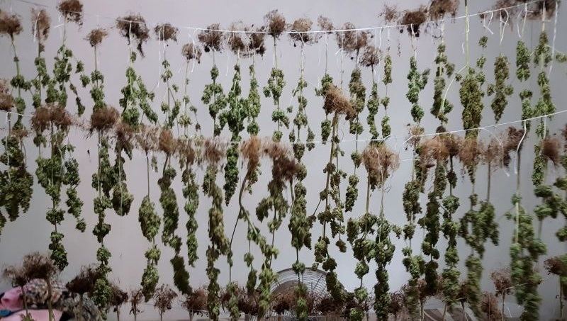 ضبط مشتل لزراعة المخدرات في مدينة حلحول شمال الخليل